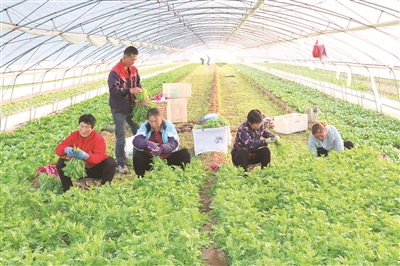 5月14日,闻喜县蔬菜产业协会所属口福蔬菜种植专业合作社农民在收割