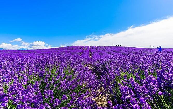 是美景更是"钱景",伊犁州霍城县紫色花海绽放