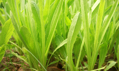 有机蔬菜