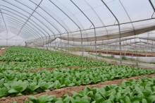 本草农业建千亩生态园产值超亿元
