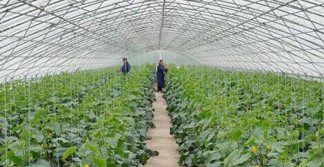 繁峙县新发地生态农业公司：特色高端种植让人称奇