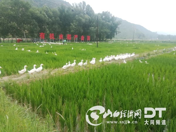 富锶有机稻米种植1000多只鸭在稻田间觅食